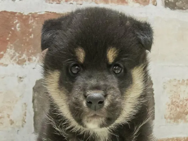 静岡県の柴犬(標準サイズ) (ペッツワン沼津店/2025年3月14日生まれ/男の子/黒)の子犬